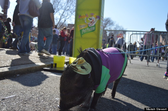 pig at mardi gras