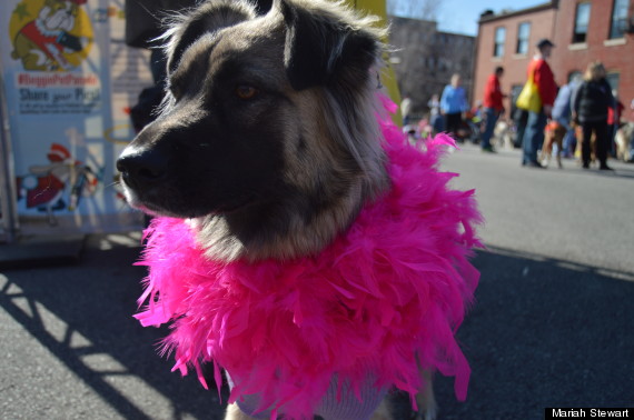 dog with boa