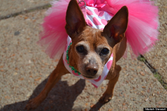 dog in tutu