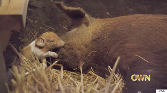 emma the pig with a piglet