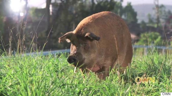 emma the pig at apricot lane farms