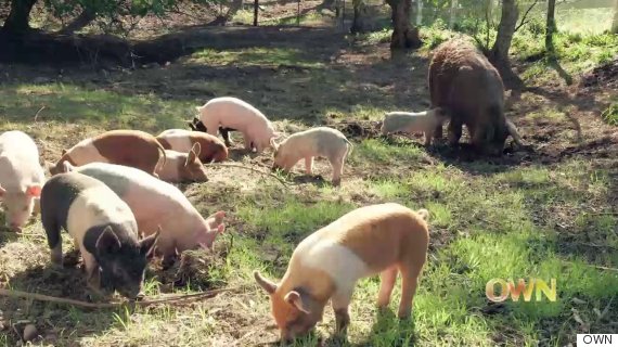 emma the pig and her piglets at apricot lane farms