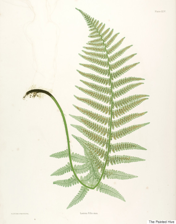 fern