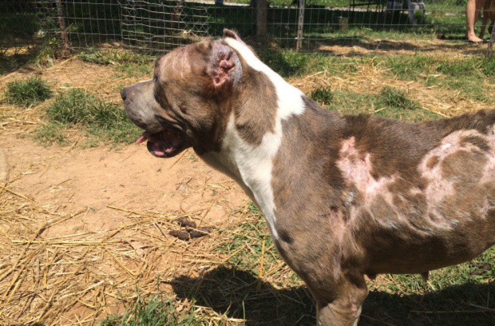 Pit Bull Who Survived Extreme Abuse Wears Adorable Doggie Outfits