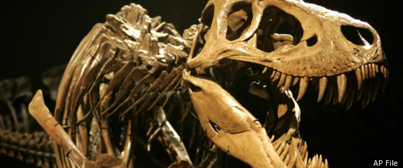 T. Rex Cousin, Zhuchengtyrannus Magnus, The Great Tyrant From Zhucheng ...