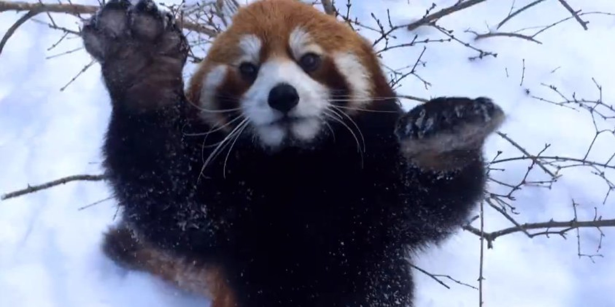 These Red Pandas Playing In The Snow Will Make Your Day | HuffPost UK