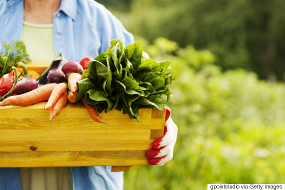 farming vegetables