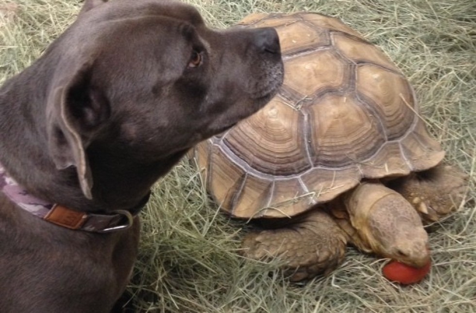 dog and tortoise