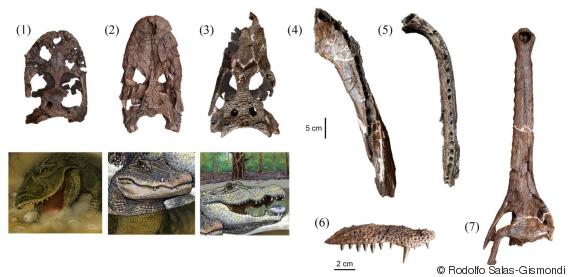 crocodile fossils