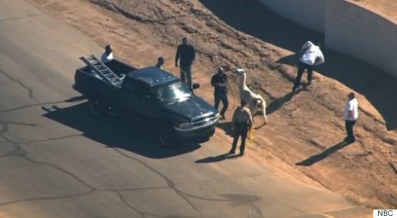 llama caught