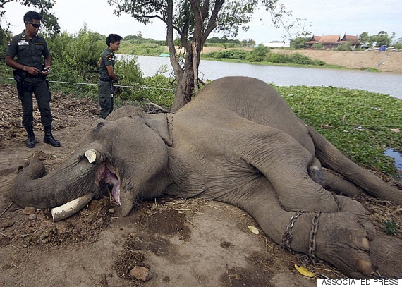 elephant poachers