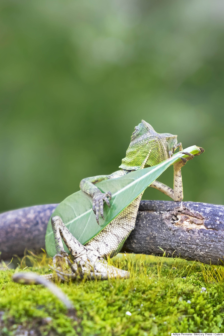 lizard guitar