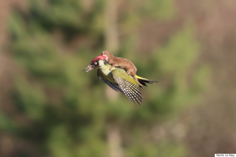 woodpecker weasel