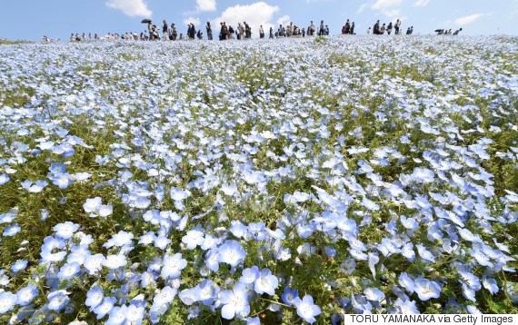 hitachi seaside park