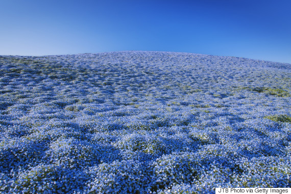 hitachi seaside park