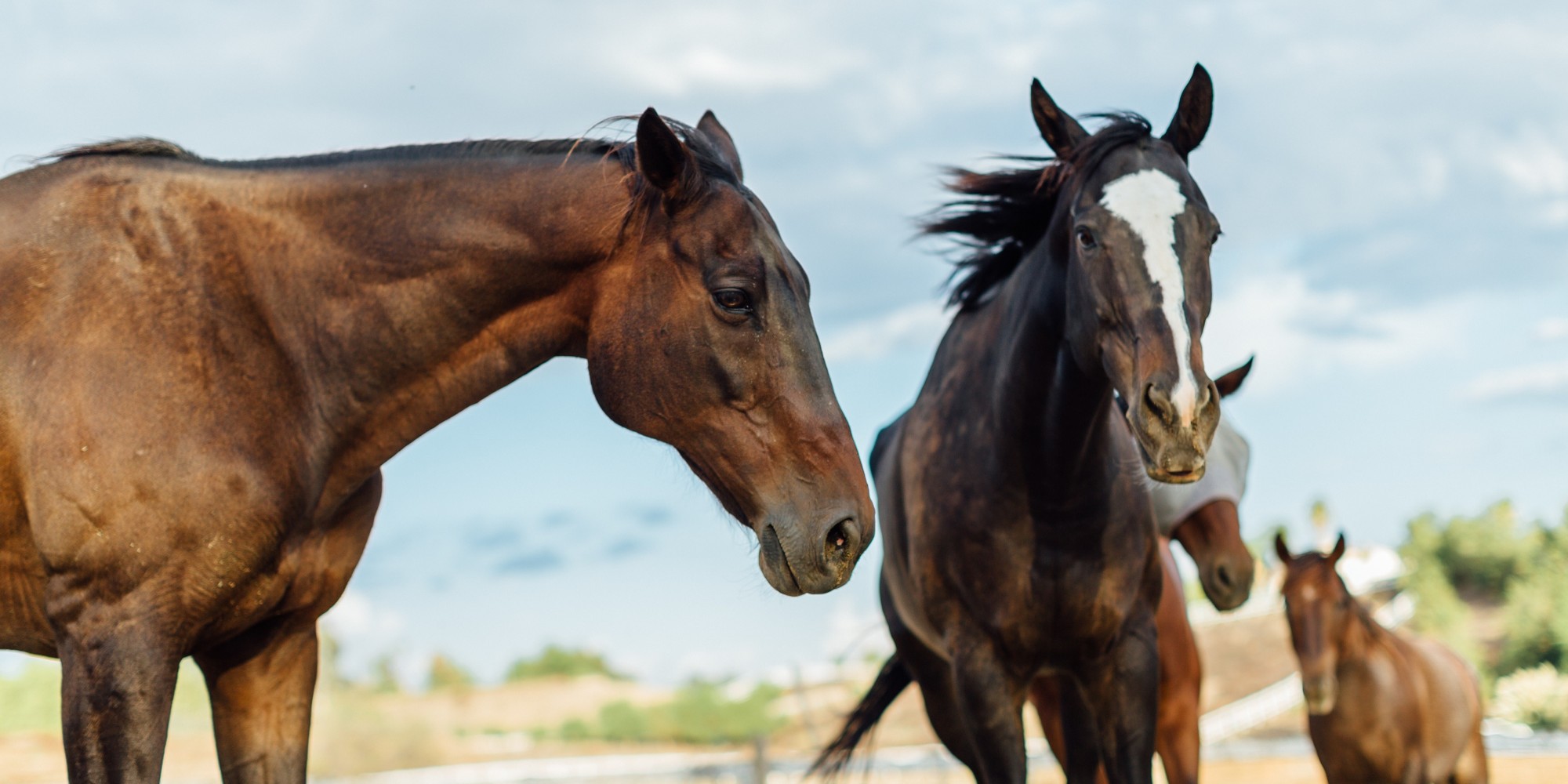 This Horse Sanctuary Refuses To Let A Little Thing Like A Lease Stand ...
