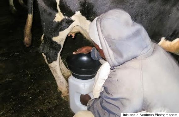 milking