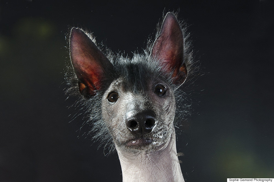 hairless dog