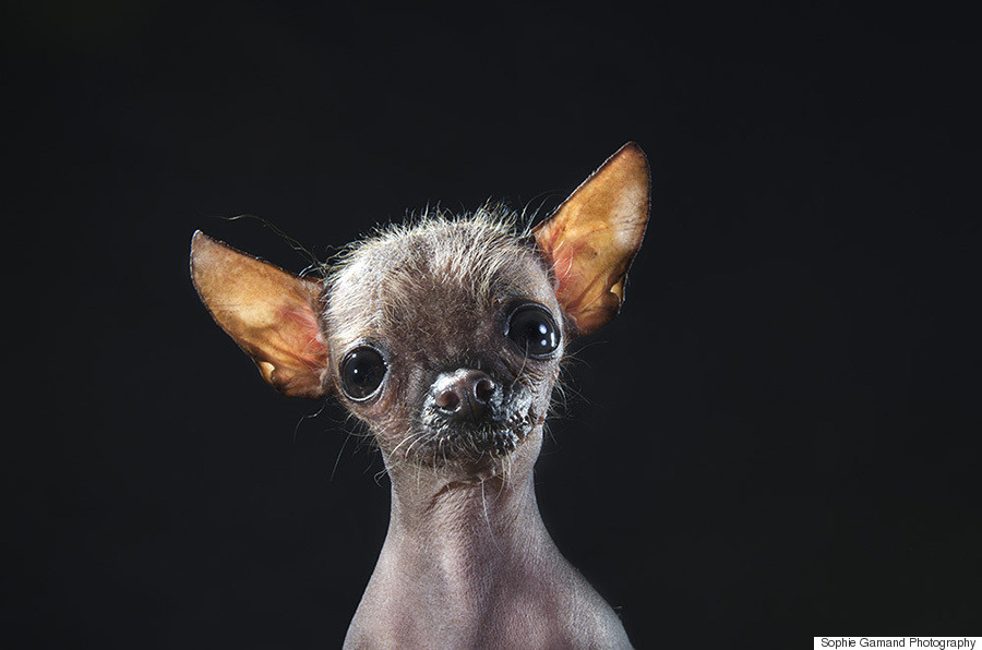 hairless dog