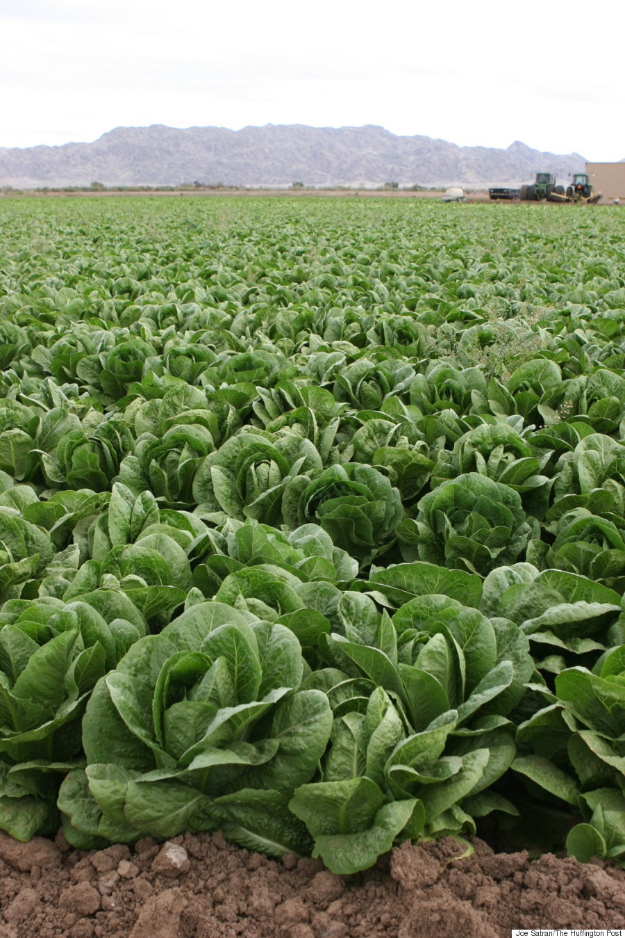 lettuce field closeup