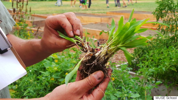 corn sprouting