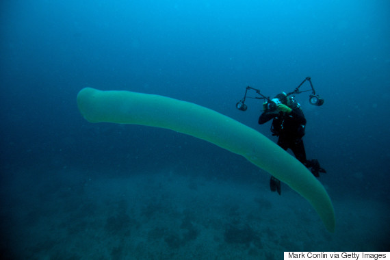 pyrosome