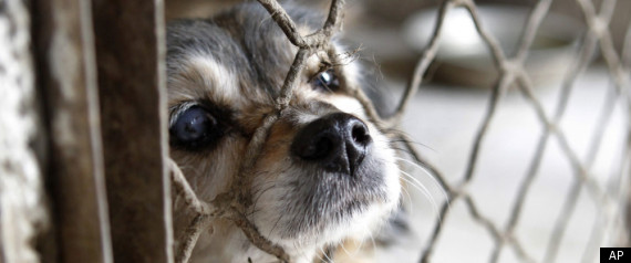 China Dog Rescue: Hundreds Of Animals Rescued From Slaughter By ...