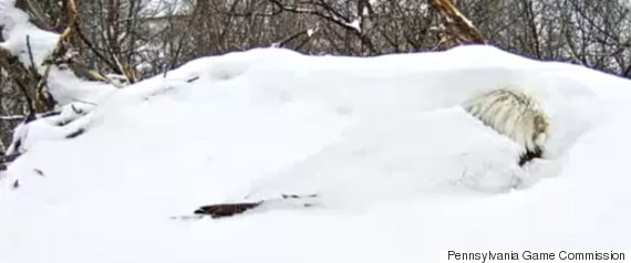 eagle covered in snow