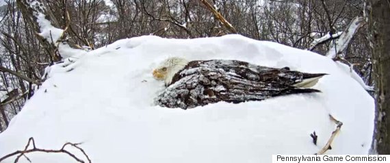 eagle in snow