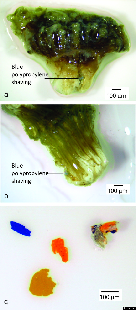 coralplastic