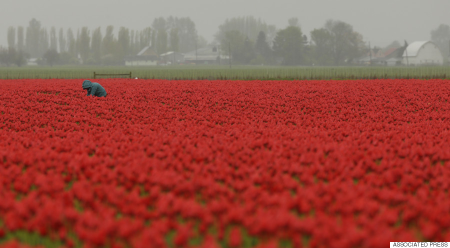 tulip festival