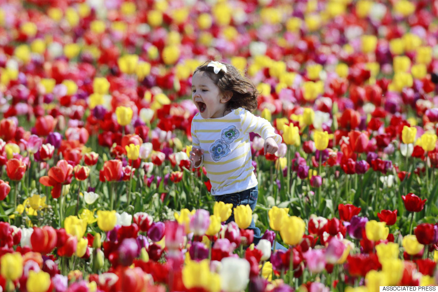 tulip festival