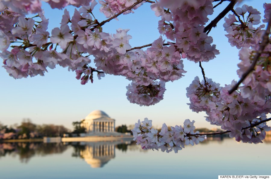 cherry blossoms dc