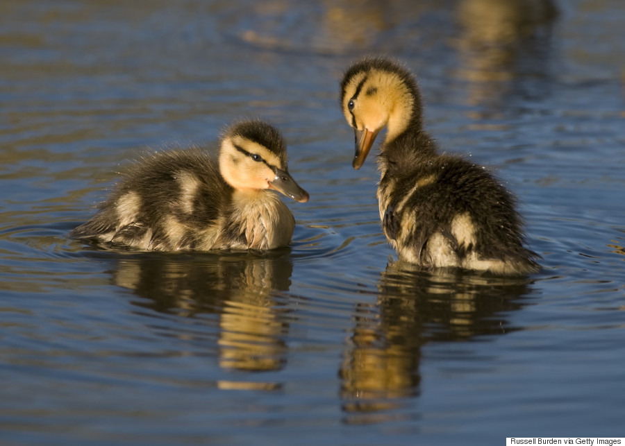 ducklings