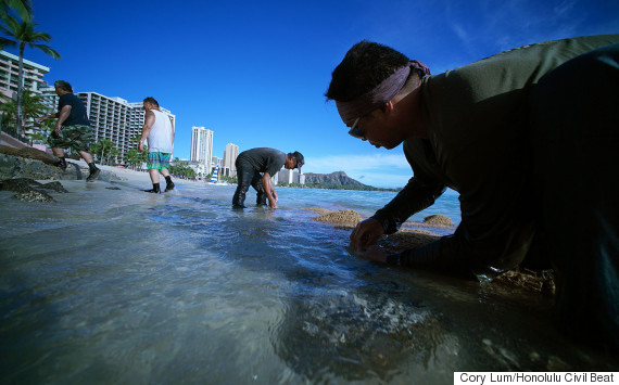 waikiki beach crew