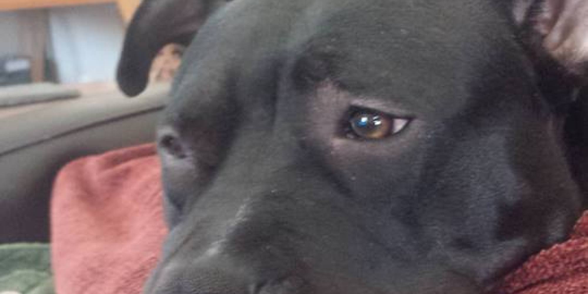 Pit Bull Credited For Protecting Owner From Domestic Violence Is ...