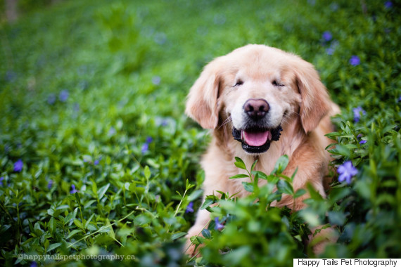 smiley blind retriever