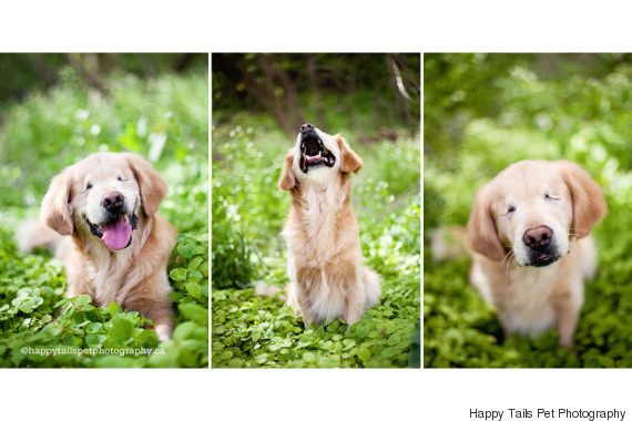 smiley blind golden