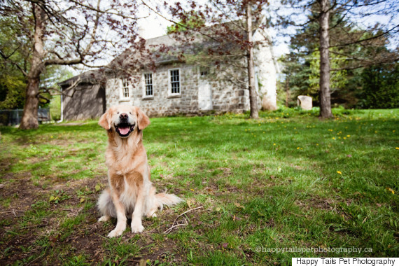 smiley blind golden