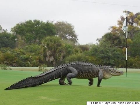 golf gator