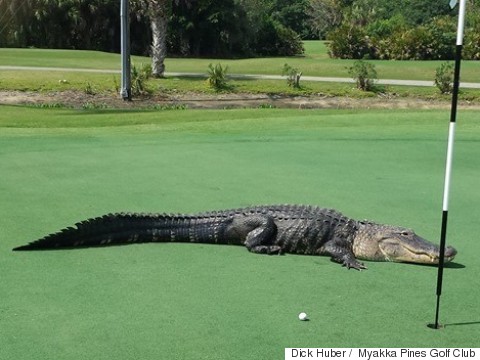 golf course gator