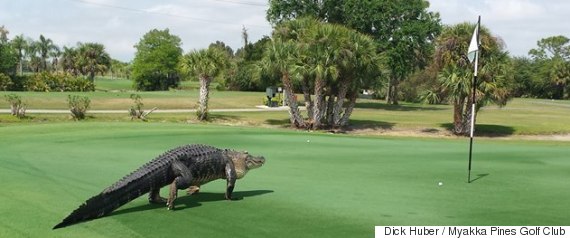 golf course gator