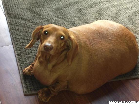 Dennis The Dachshund Loses 44 Pounds After Ditching Diet Of Burgers And ...