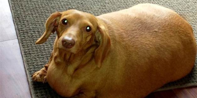 Dachshund On A Diet: Obese Ohio Pup Loses 80 Percent Of Body Weight ...