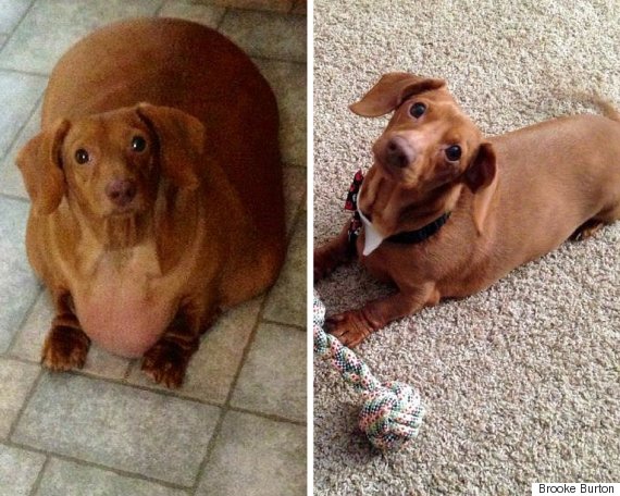 Câine obez, care nu a fost hrănit decât fast-food, este pe drumul spre recuperare