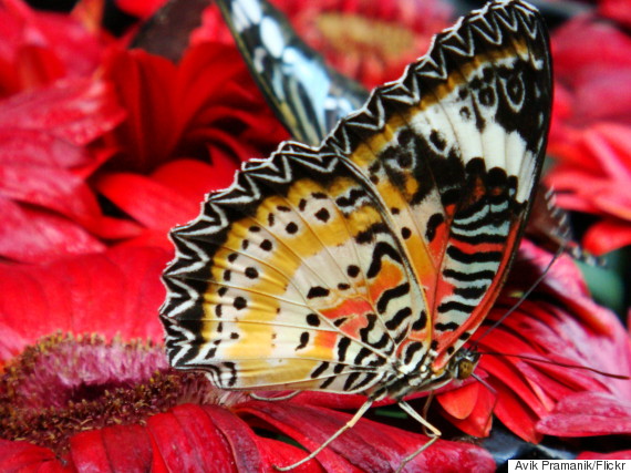 singapore airport butterfly garden