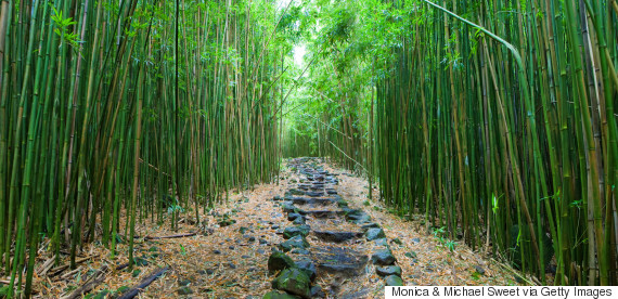 bamboo forest kipahulu