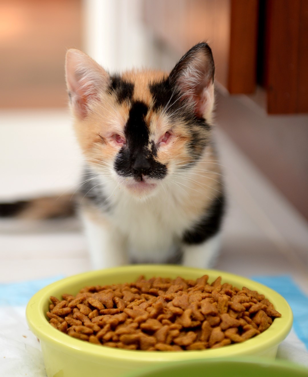 these-moving-photos-capture-the-beauty-of-special-needs-cats-huffpost