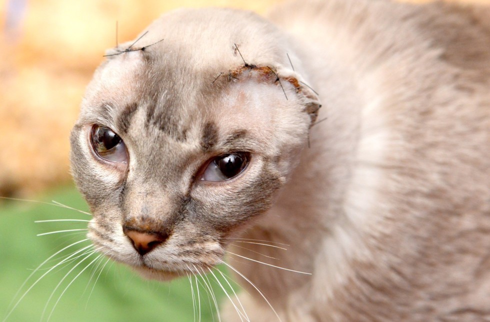 Special needs cat store rescue