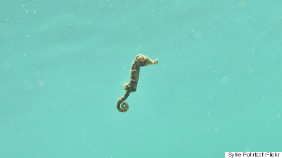 baby seahorse